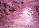 virtual trip ������(�g�[���T�C�Y�E���j���[�A��)