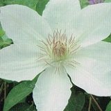 【耐寒性】【多年草】　クレマチス　ローラ・デニー　【イングリッシュガーデン】