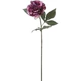 ベルベットピオニー LAP