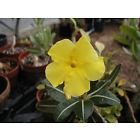 【多肉植物／種子】Pachypodium Brevicalyx★パキポディウム・ブレビカリックス★檸檬黄花の希少種 種子5粒♪ [並行輸入品]