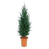 【人工植栽】　タカショー グリーンデコ鉢付 ゴールドクレスト　グリーン　1.2m　GD-168
