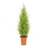 【人工植栽】　タカショー グリーンデコ鉢付 ゴールドクレスト　ゴールド　1.2m　GD-188