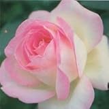 バラ苗 プリンセスドゥモナコ 国産大苗裸苗 ハイブリッドティー(HT) 四季咲き大輪 複色系