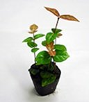 壁掛け観葉植物ミドリエ用交換苗「ハツユキカズラ」 ～サントリー・トヨタの新提案～ 絵を飾るようにみどりを飾る