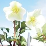 【メリクロン】 クリスマスローズ　エリックスミシー　シルバームーン　5号 　【イングリッシュガーデン】