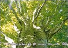 virtual trip ���_(�g�[���T�C�Y���j���[�A��)