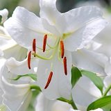 【耐寒性】【オリエンタルリリー】　カサブランカ 　芽出し苗　2株セット　【花壇】