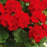 【多年草】　ゼラニューム　カリオペ　ダークレッド　6号鉢　【ハンギング】【花壇】