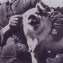 ���T�C�N��