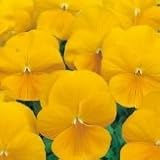 【産地直送】 　東京産　ビオラ　ペニークリアイエロー　9株セット　【コンテナガーデン】【花壇】