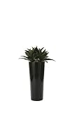 光触媒観葉植物 ドラセナ フロアタイプ ハイサイズ