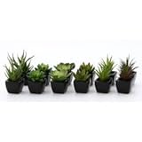 多肉植物 ブラック 12pcsアソート 商品コード：29867 不二貿易
