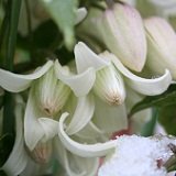 【多年草】　冬咲き　クレマチス　アンスンエンシス　（天使の歌姫）　5号 ツリー仕立て　【イングリッシュガーデン】