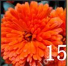 100 PCカラフルな菊の種子、カラフルな花の種、美しい鉢植えの植物の種子