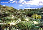 virtual trip ���� -�����̐X-(�g�[���T�C�Y���j���[�A��)