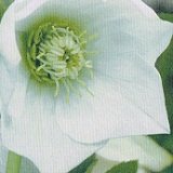 【耐寒性】【宿根草】　クリスマスローズ　シングル　ホワイト系　　【イングリッシュガーデン】