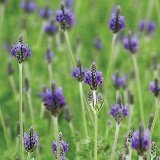 【常緑低木】　レースラベンダー　2株セット　【イングリッシュガーデン】【ハーブ】