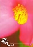 �`�����`Vol.8 ��