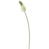 asca 造花 オーニソガラム クリームグリーン A-03946-053A