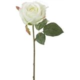 フェミニンローズ GR