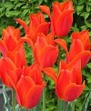 チューリップ　アルビレックス（新潟３号）　５球入