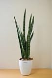 きつつき　サンスベリア90ｃｍ　人工観葉植物　造花　フェイクグリーン　UＤＤ触媒加工品
