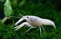 Amazon ホワイト ザリガニ 雄雌１ペア ２匹セット６cm 仕切プラケース付き 生体 国産グッピー専門店またのきや 観賞魚 水中生物 通販