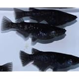 Amazon めだか ブラックダイヤメダカ オロチラメメダカ ３匹 Charm チャーム 観賞魚 水中生物 通販