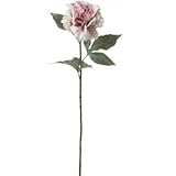 ベルベットピオニー CRP