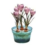 SELON 水耕栽培用ポット クロッカス３球用ポット ブルー