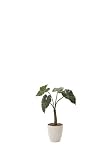 光触媒観葉植物 くわず芋78 フロアタイプ ハイサイズ
