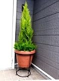 人工観葉植物ゴールドクレストプランター付  1.2M 　UＤＤ触媒加工　インテリア　デイスプレイ
