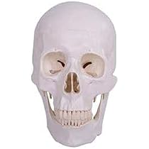 Amazon.co.jp: 【理学療法士監修】頭蓋骨 模型 実物大 超精密 可動