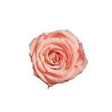 ~Coco Heart~ 　1輪で買える　プリザローズ・ルミエール トロピカルピーチ　花直径約２ｃｍ　(ハンドメイド アレンジ　クリスマス　母の日　プリザブドフラワー・ローズ）