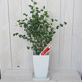 【観葉植物】　バロック　ベンジャミン　5号サイズ　【空気清浄】