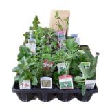 H&Aハーブショップ ローマンカモマイル 香りの芝生用 ハーブ苗12ポット