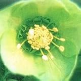 【耐寒性】【宿根草】　クリスマスローズ　オリエンタリス　シングル　緑系　　【イングリッシュガーデン】