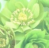 【耐寒性】【宿根草】　松村園芸さんの　クリスマスローズ　ダブル　グリーンミックス　【イングリッシュガーデン】