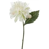 フェミニンダリア GR