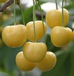 【さくらんぼ苗木】　月山錦 1年生苗　【ガーデンストーリーの果樹苗木】