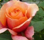 【生産農場直送】バラ苗 フォーエバーローズ エルパソ 4号鉢