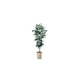 ベンジャミン AG150