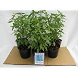 ホーリーバジル苗　６ポットセット　(品種：OYA TULSI)