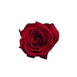 ~Coco Heart~ 　1輪で買える　プリザローズ・ルミエール 　レッド　花直径約２ｃｍ　(ハンドメイド アレンジ　クリスマス　母の日　プリザブドフラワー・ローズ）