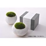 SASSO用 苔キット 0904858