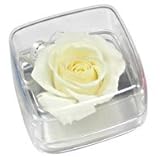 スクエアローズ イエロー F1643