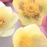 【耐寒性】【宿根草】　松村園芸さんの　クリスマスローズ　シングル　ゴールドミックス　【イングリッシュガーデン】