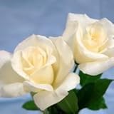 バラ苗 感謝 国産大苗6号スリット鉢 ハイブリッドティー(HT) 四季咲き大輪 白系