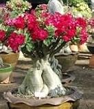 Adenium arabicum Bonsai - Desert Rose Bonsai - 3 seeds