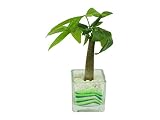 花市場直送便 パキラ(カラーサンド植え) ブロックM グリーン